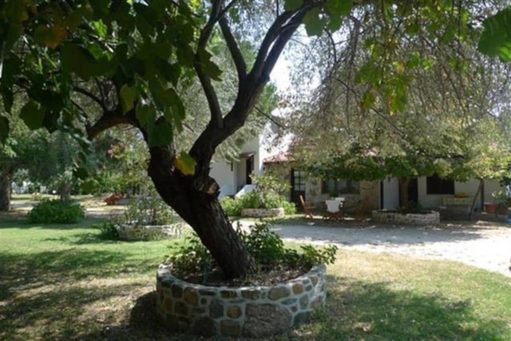 Traditionelles Appartement Athos Shadow Am Meer Paralia Sikias Exterior foto